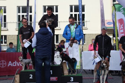 Fragment biegu Pucharu Polski w Dogtrekkingu w Wiśle